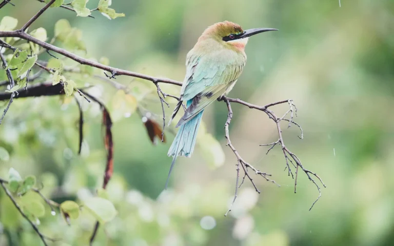 Bundala National Park