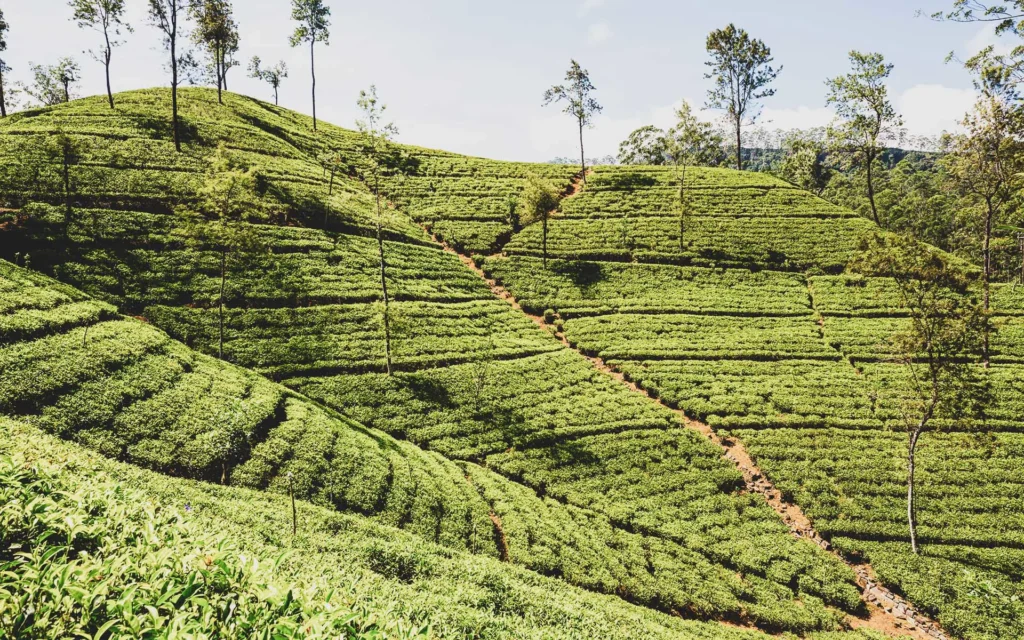 Agoda Ranks Nuwara Eliya #2 Among Asia’s Must-Visit Hill Stations