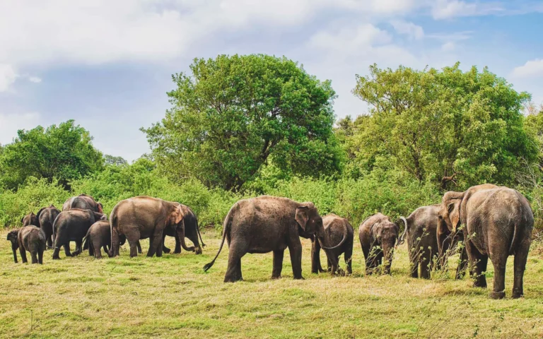 Udawalawa National Park
