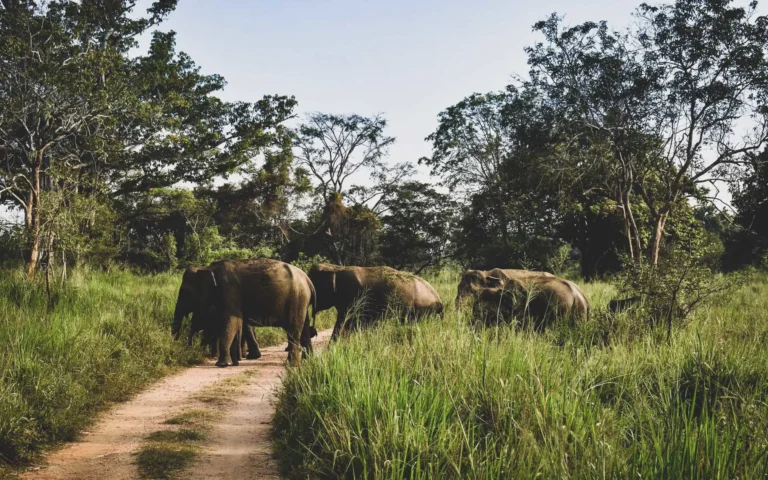 Wasgamuwa National Park