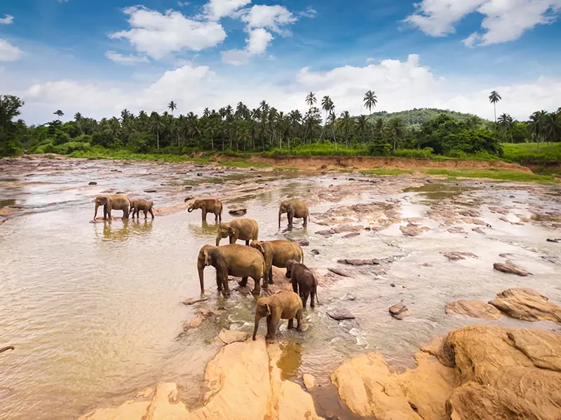 Sri Lanka Ultimate Wildlife Escape