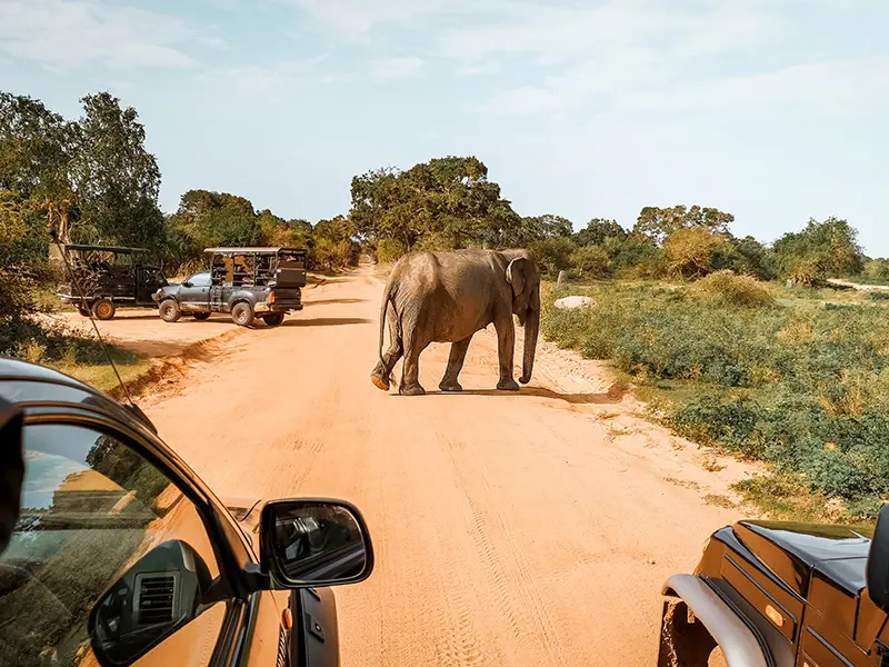 Authentic Safari & Nature Discovery