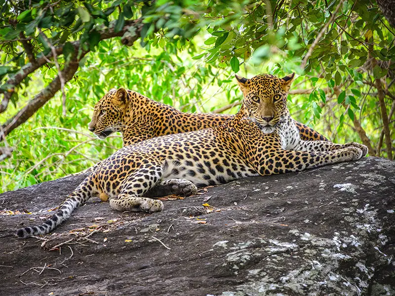 Leopards, Elephants & Beyond